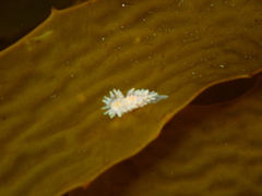 Caldukia affinis