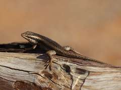 Trachylepis spilogaster
