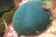 Codium pomoides