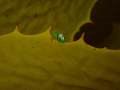 Berthelinia australis