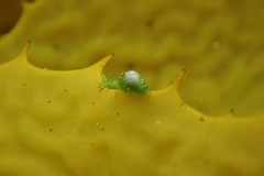 Berthelinia australis