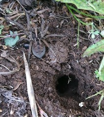 Tasmanicosa gilberta