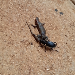 Anthia circumscripta