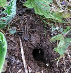 Tasmanicosa gilberta