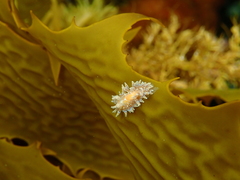 Caldukia affinis