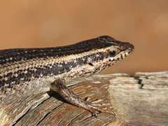 Trachylepis spilogaster