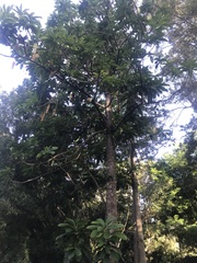 Barringtonia calyptrata