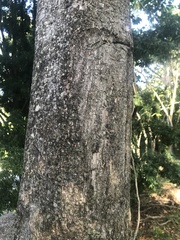 Barringtonia calyptrata