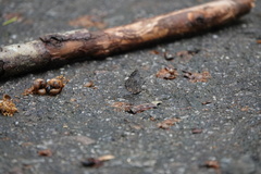 Logania marmorata damis