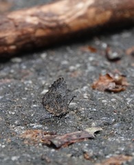 Logania marmorata damis