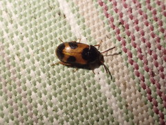 Mycetophagus punctatus