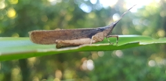 Desmoptera truncatipennis