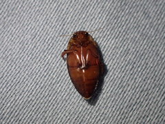 Coptotomus