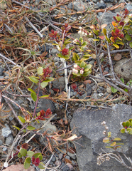 Gaultheria colensoi