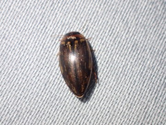Coptotomus