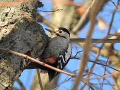 Dendrocopos syriacus