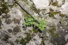 Asplenium lepidum haussknechtii