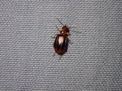 Lebia solea