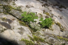 Asplenium lepidum haussknechtii