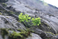 Asplenium lepidum haussknechtii