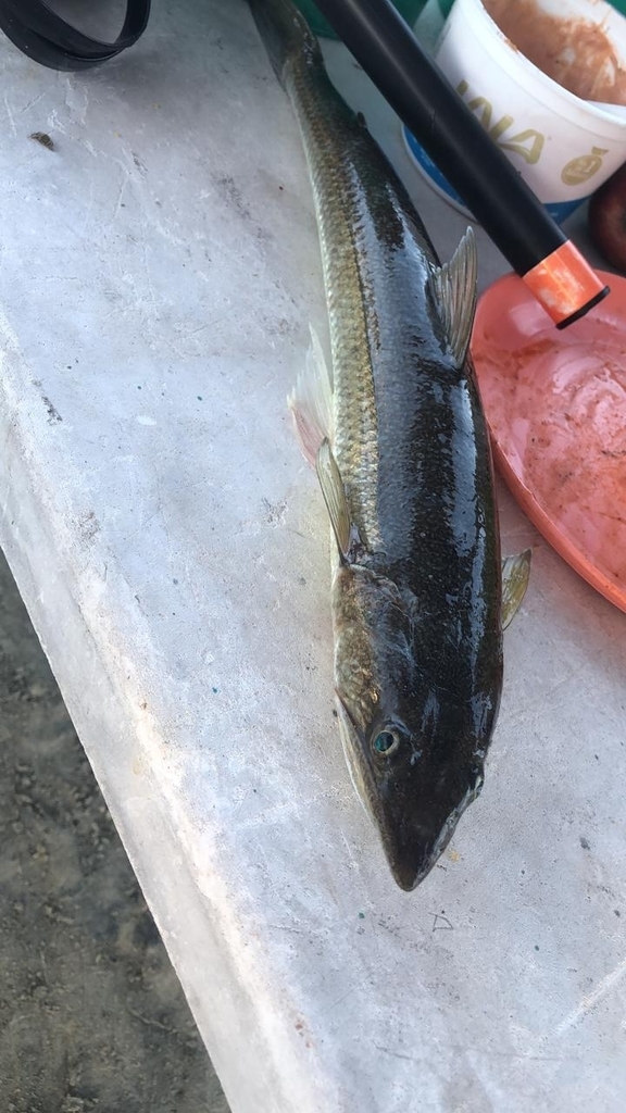 Shorthead lizardfish