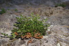Asplenium lepidum haussknechtii