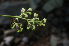 Asplenium lepidum haussknechtii