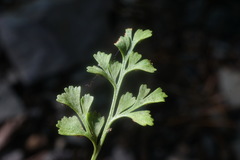 Asplenium lepidum haussknechtii