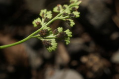 Asplenium lepidum haussknechtii