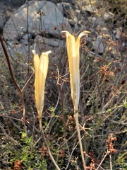 Calochortus weedii weedii