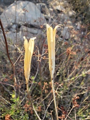 Calochortus weedii weedii