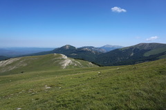 Cerastium biebersteinii
