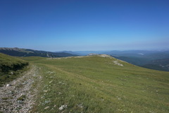 Cerastium biebersteinii