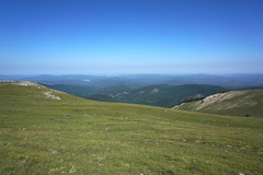 Cerastium biebersteinii