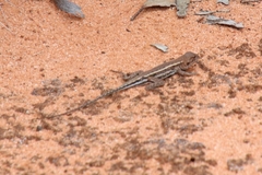 Ctenophorus spinodomus