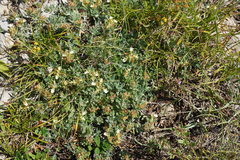 Teucrium montanum jailae