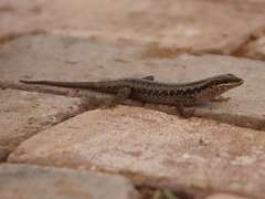 Trachylepis spilogaster