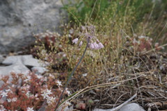 Allium paniculatum