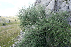 Aria umbellata