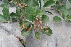 Aria umbellata
