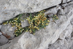 Teucrium montanum jailae