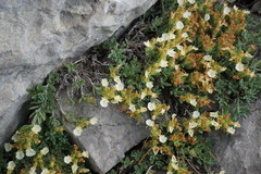 Teucrium montanum jailae