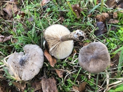 Melanoleuca