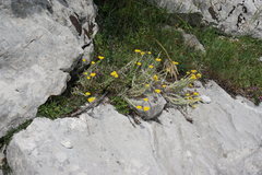 Helichrysum graveolens