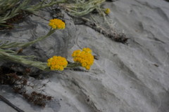 Helichrysum graveolens