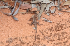 Ctenophorus spinodomus