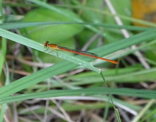 Photo of Common Citril (Ceriagrion glabrum)
