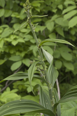 Veratrum dahuricum