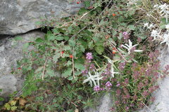 Thymus dzevanovskyi