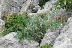 Scrophularia rupestris